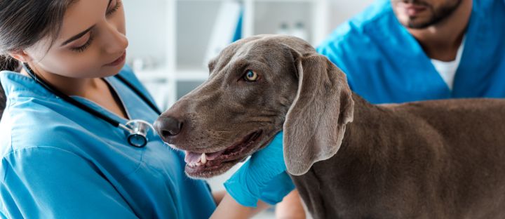 Bloat & Gastric Torsion