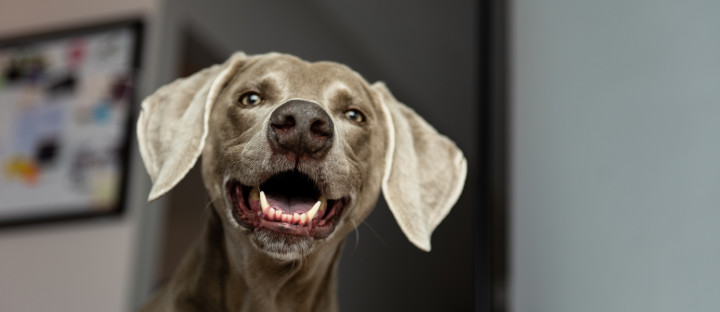 Caring For Your Weimaraner’s Teeth