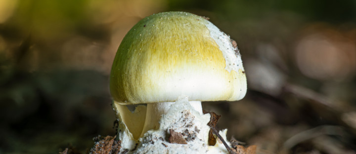 Losing Destinee: A Mushroom Horror Story