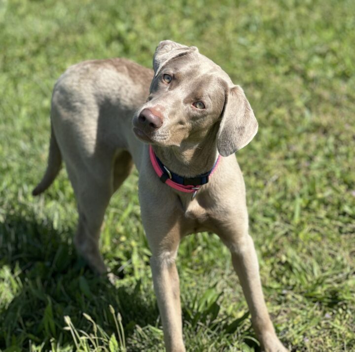 Maggie Is Ready For Her Forever Home!